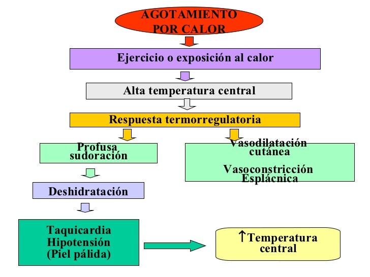 RegulacióN De La Temperatura