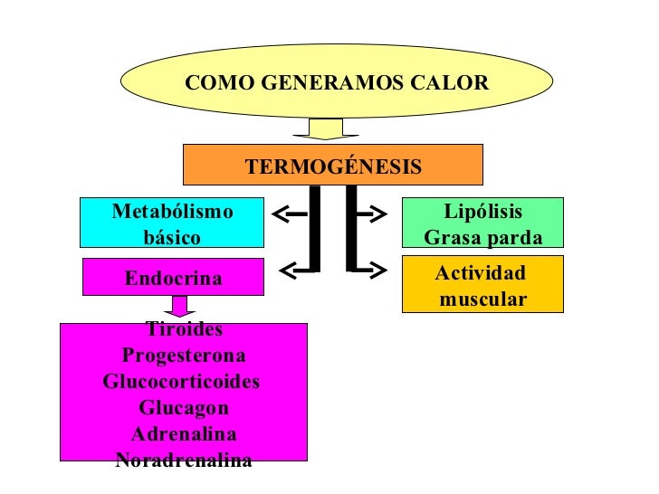 RegulacióN De La Temperatura