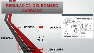 REGULACIÓN DEL BOMBEO
CARDÍACO
4-6 L/MINREPOSO
PERSONA
ACTIVIDAD
INTENSA
28-42 L/MIN
4 – 7
VECES
 