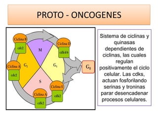 PROTO - ONCOGENES
Sistema de ciclinas y
quinasas
dependientes de
ciclinas, las cuales
regulan
positivamente el ciclo
celular. Las cdks,
actuan fosforilando
serinas y troninas
parar desencadenar
procesos celulares.

 