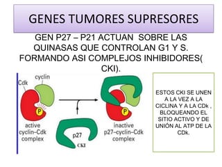 GENES TUMORES SUPRESORES
GEN P27 – P21 ACTUAN SOBRE LAS
QUINASAS QUE CONTROLAN G1 Y S.
FORMANDO ASI COMPLEJOS INHIBIDORES(
CKI).
ESTOS CKI SE UNEN
A LA VEZ A LA
CICLINA Y A LA CDk ,
BLOQUEANDO EL
SITIO ACTIVO Y DE
UNIÓN AL ATP DE LA
CDk.

 