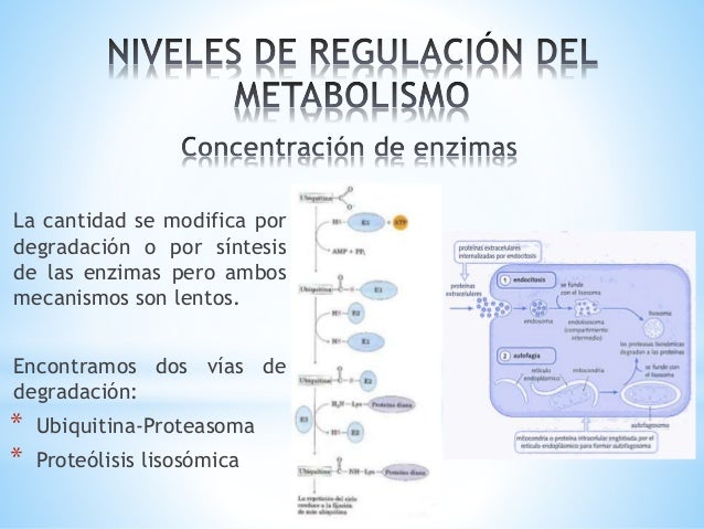 metabolismo microbiano se explica