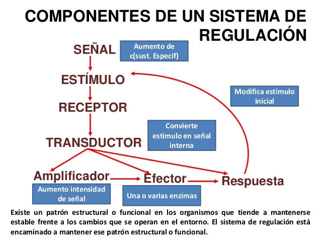 INST JOSE MARTI REGULACION ENZIMATICA BCM
