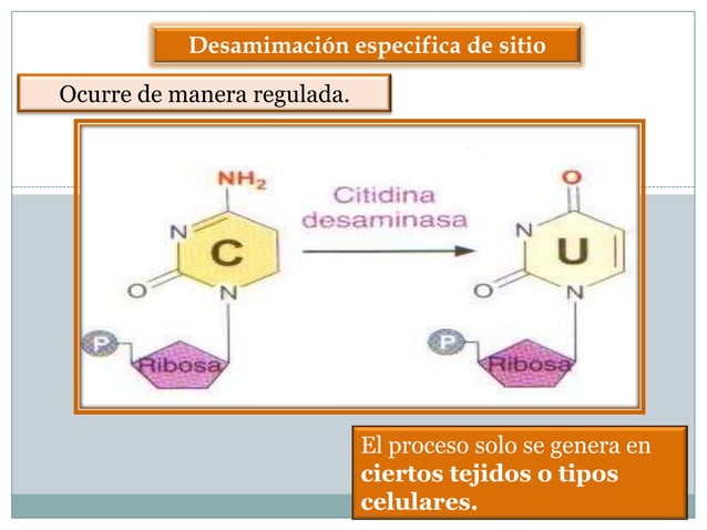Regulación Postranscripcional y traduccional.