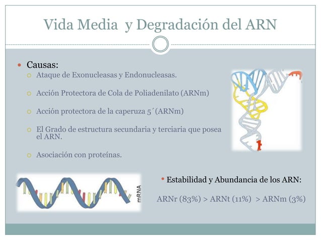 Regulación Postranscripcional y traduccional.
