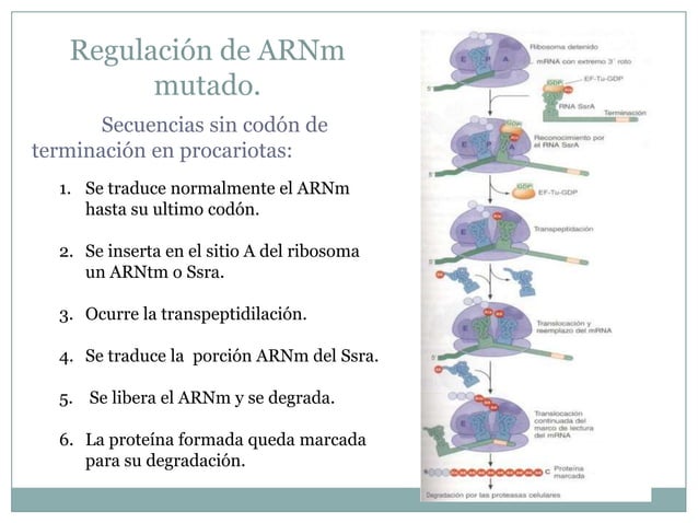 Regulación Postranscripcional y traduccional.