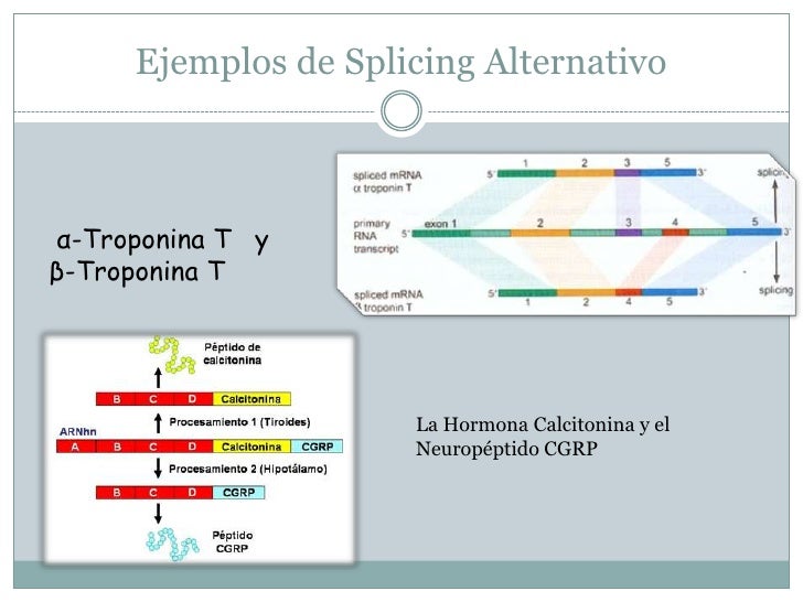 Regulación Postranscripcional y traduccional.