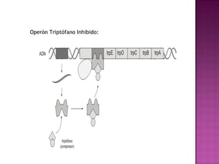 Operón Triptófano Inhibido:
 