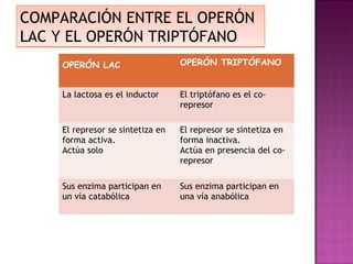 COMPARACIÓN ENTRE EL OPERÓN
LAC Y EL OPERÓN TRIPTÓFANO
    OPERÓN LAC                    OPERÓN TRIPTÓFANO


    La lactosa es el inductor     El triptófano es el co-
                                  represor

    El represor se sintetiza en   El represor se sintetiza en
    forma activa.                 forma inactiva.
    Actúa solo                    Actúa en presencia del co-
                                  represor

    Sus enzima participan en      Sus enzima participan en
    un vía catabólica             una vía anabólica
 