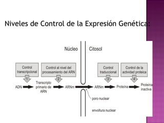 Niveles de Control de la Expresión Genética:
 