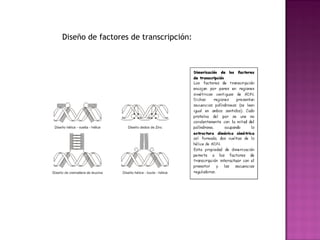 Diseño de factores de transcripción:
 