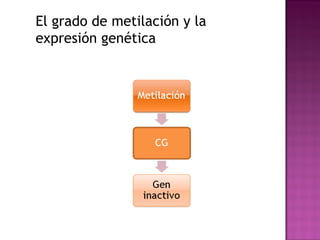 El grado de metilación y la
expresión genética
 