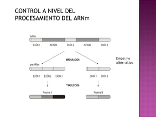 CONTROL A NIVEL DEL
PROCESAMIENTO DEL ARNm




                         Empalme
                         alternativo
 