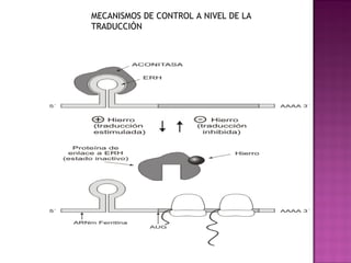 MECANISMOS DE CONTROL A NIVEL DE LA
TRADUCCIÓN
 
