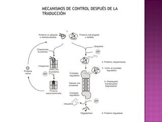 MECANISMOS DE CONTROL DESPUÉS DE LA
TRADUCCIÓN
 