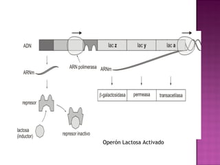 Operón Lactosa Activado
 