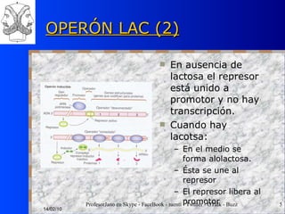 OPERÓN LAC (2) En ausencia de lactosa el represor está unido a promotor y no hay transcripción. Cuando hay lacotsa: En el medio se forma alolactosa. Ésta se une al represor El represor libera al promotor 14/02/10 