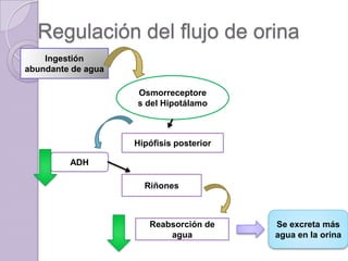 Regulación del flujo de orina
    Ingestión
abundante de agua

                    Osmorreceptore
                    s del Hipotálamo



                    Hipófisis posterior

         ADH

                      Riñones



                       Reabsorción de     Se excreta más
                           agua           agua en la orina
 