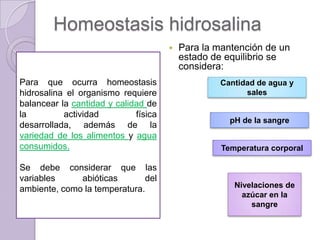 Homeostasis hidrosalina
                                         Para la mantención de un
                                          estado de equilibrio se
                                          considera:
Para que ocurra homeostasis                        Cantidad de agua y
hidrosalina el organismo requiere                        sales
balancear la cantidad y calidad de
la         actividad         física
                                                     pH de la sangre
desarrollada, además de la
variedad de los alimentos y agua
consumidos.                                        Temperatura corporal

Se debe considerar que las
variables     abióticas       del
                                                      Nivelaciones de
ambiente, como la temperatura.
                                                        azúcar en la
                                                          sangre
 