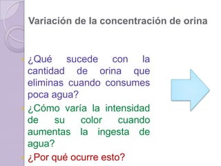 Variación de la concentración de orina


 ¿Qué sucede con la
  cantidad de orina que
  eliminas cuando consumes
  poca agua?
 ¿Cómo varía la intensidad
  de    su   color    cuando
  aumentas la ingesta de
  agua?
 ¿Por qué ocurre esto?
 