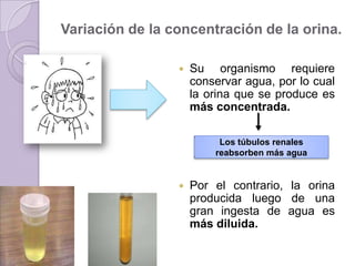 Variación de la concentración de la orina.

                    Su organismo requiere
                     conservar agua, por lo cual
                     la orina que se produce es
                     más concentrada.

                          Los túbulos renales
                         reabsorben más agua


                    Por el contrario, la orina
                     producida luego de una
                     gran ingesta de agua es
                     más diluida.
 