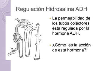 Regulación Hidrosalina ADH
               La permeabilidad de
                los tubos colectores
                esta regulada por la
                hormona ADH.

               ¿Cómo es la acción
                de esta hormona?
 