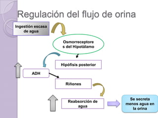 Regulación del flujo de orina
Ingestión escasa
    de agua

                   Osmorreceptore
                   s del Hipotálamo



                   Hipófisis posterior

        ADH

                     Riñones


                                          Se secreta
                      Reabsorción de
                                         menos agua en
                          agua
                                            la orina
 