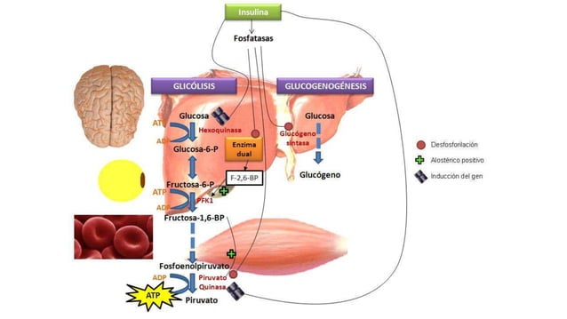 Regulación hormonal del metabolismo de los carbohidratos 2
