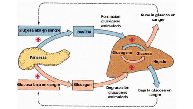 Regulación hormonal del metabolismo de los carbohidratos 2