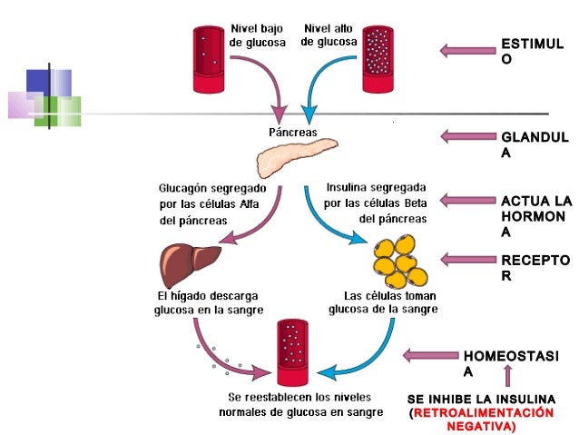 Regulación hormonal durante el ejercicio