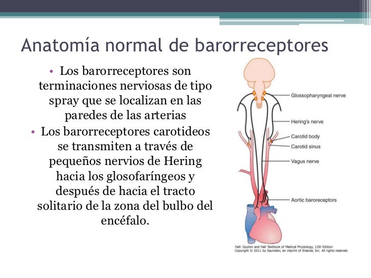 Resultado de imagen para Sistema de control de la presión arterial mediante barorreceptores: