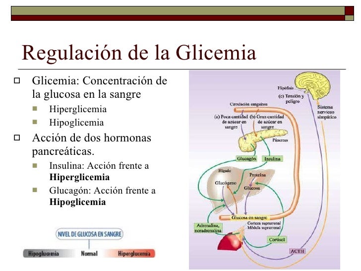 Regulación neuroendocrina de la homeostasis Regulación neuroendocrina de la homeostasis