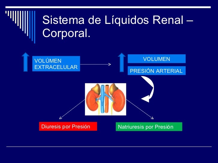 Cap. 19 Regulación renal