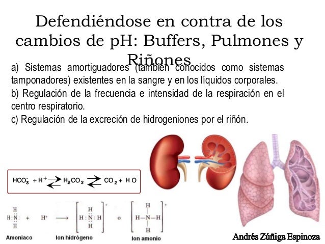 Regulación Ácido-Base - Fisiología Humana