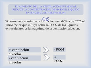 Si permanece constante la formación metabólica de CO2, el
único factor que influye sobre la PCO2 de los líquidos
extracelulares es la magnitud de la ventilación alveolar.
EL AUMENTO DEL LA VENTILACIÓN PULMONAR
REDUCE LA CONCENTRACIÓN DE H+ EN EL LÍQUIDO
EXTRACELULAR Y ELEVA EL pH
+ ventilación
alveolar
- PCO2
- ventilación
alveolar
+
PCO2
 
