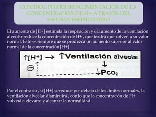 El aumento de [H+] estimula la respiración y el aumento de la ventilación
alveolar reduce la concentración de H+ , que tendrá que volver a su valor
normal. Esto es siempre que se produzca un aumento superior al valor
normal de la concentración [H+]
Por el contrario , si [H+] se reduce por debajo de los límites normales, la
ventilación alveolar disminuirá , con lo que la concentración de H+
volverá a elevarse y alcanzar la normalidad.
CONTROL POR RETROALIMENTACIÓN DE LA
CONCENTRACIÓN DE H+ A TRAVÉS DEL
SISTEMA RESPIRATORIO
 