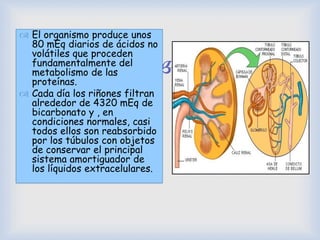
 El organismo produce unos
80 mEq diarios de ácidos no
volátiles que proceden
fundamentalmente del
metabolismo de las
proteínas.
 Cada día los riñones filtran
alrededor de 4320 mEq de
bicarbonato y , en
condiciones normales, casi
todos ellos son reabsorbido
por los túbulos con objetos
de conservar el principal
sistema amortiguador de
los líquidos extracelulares.
 