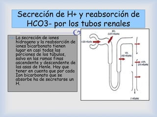 
Secreción de H+ y reabsorción de
HCO3- por los tubos renales
 La secreción de iones
hidrogeno y la reabsorción de
iones bicarbonato tienen
lugar en casi todas las
porciones de los túbulos,
salvo en las ramas finas
ascendente y descendente de
las asas de Henle. Hay que
tener en cuenta que por cada
Ion bicarbonato que se
absorbe ha de secretarse un
H.
 