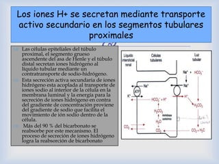 
Los iones H+ se secretan mediante transporte
activo secundario en los segmentos tubulares
proximales
 Las células epiteliales del túbulo
proximal, el segmento grueso
ascendente del asa de Henle y el túbulo
distal secretan iones hidrógeno al
líquido tubular mediante un
contratransporte de sodio-hidrógeno.
 Esta secreción activa secundaria de iones
hidrógeno esta acoplada al transporte de
iones sodio al interior de la célula en la
membrana luminal y la energía para la
secreción de iones hidrógeno en contra
del gradiente de concentración proviene
del gradiente de sodio que facilita el
movimiento de ión sodio dentro de la
célula.
 Más del 90 % del bicarbonato se
reabsorbe por este mecanismo. El
proceso de secreción de iones hidrógeno
logra la reabsorción de bicarbonato
 