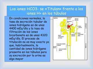 
Los iones HCO3- se «Titulan» frente a los
iones H+ en los túbulos
 En condiciones normales, la
tasa de secreción tubular de
iones hidrógeno es de unos
4400 mEq/día y la tasa de
filtración de los iones
bicarbonato es de unos 4320
mEq/día. El proceso de
titulación no es muy exacto ya
que, habitualmente, la
cantidad de iones hidrógeno
presente en los túbulos para
su excreción por la orina es
algo mayor
 
