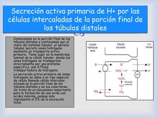 
Secreción activa primaria de H+ por las
células intercaladas de la porción final de
los túbulos distales
 Comenzando en la porción final de los
túbulos dístales y continuando por el
resto del sistema tubular, el epitelio
tubular secreta iones hidrógeno
mediante un transporte activo
primario. Tiene lugar en la membrana
luminal de la célula tubular, donde los
iones hidrógeno se transportan
directamente por una proteína
especifica, una ATPasa
transportadora de hidrogeno.
 La secreción activa primaria de iones
hidrogeno se debe a un tipo especial
de célula llamada célula intercalar,
situada en la porción final de los
túbulos dístales y en los colectores.
Se trata de un mecanismo importante
para la formación de una orina con
acidez máxima, aunque solo
representa el 5% de la excreción
total.
 