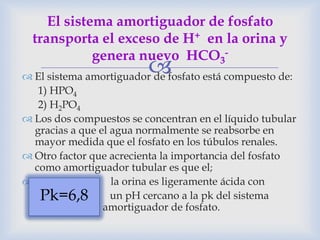  El sistema amortiguador de fosfato está compuesto de:
1) HPO4
2) H2PO4
 Los dos compuestos se concentran en el líquido tubular
gracias a que el agua normalmente se reabsorbe en
mayor medida que el fosfato en los túbulos renales.
 Otro factor que acrecienta la importancia del fosfato
como amortiguador tubular es que el;
 la orina es ligeramente ácida con
un pH cercano a la pk del sistema
amortiguador de fosfato.
El sistema amortiguador de fosfato
transporta el exceso de H+ en la orina y
genera nuevo HCO3
-
Pk=6,8
 