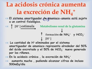  El sistema amortiguador de amoniaco-amonio está sujeto
a un control fisiológico.
 [H+ ] estimula Metabolismo renal de la glutamina
formación de NH4
+ y HCO3
-
[H+ ]
 La cantidad de H+ eliminados por el sistema
amortiguador de amoniaco representa alrededor del 50%
del ácido excretado y el 50% de HCO3
- nuevo generado
por los riñones.
 En la acidosis crónica , la excreción de NH4
+
 aumenta mucho , pudiendo alcanzar cifras de incluso
500mEq/día
La acidosis crónica aumenta
la excreción de NH4
+
 