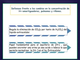 2.El centro respiratorio:
Regula la eliminación de CO2(y por tanto de H2CO3) del
liquido extracelular.
3.Los riñones:
Papel fundamental para el equilibrio de [H+] , que
pueden excretar una orina ya sea acido o básica lo que
permite normalizar la [H+ ] en el liq. Extracelular.
Defensas frente a los cambios en la concentración de
H+:amortiguadores, pulmones y riñones.
 