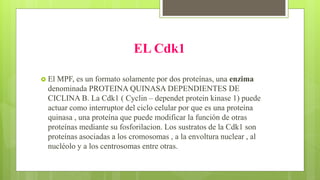 Regulación del ciclo de división celular. FUP | PPTX