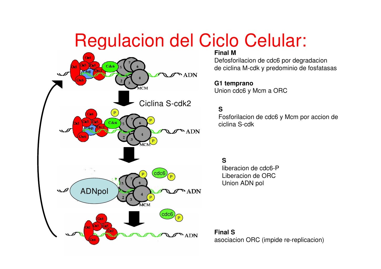 Regulacion Ciclo Celular Gambaran