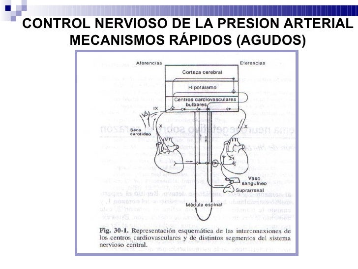 Regulacion de la presion arterial 2012 Regulacion de la presion arterial 2012