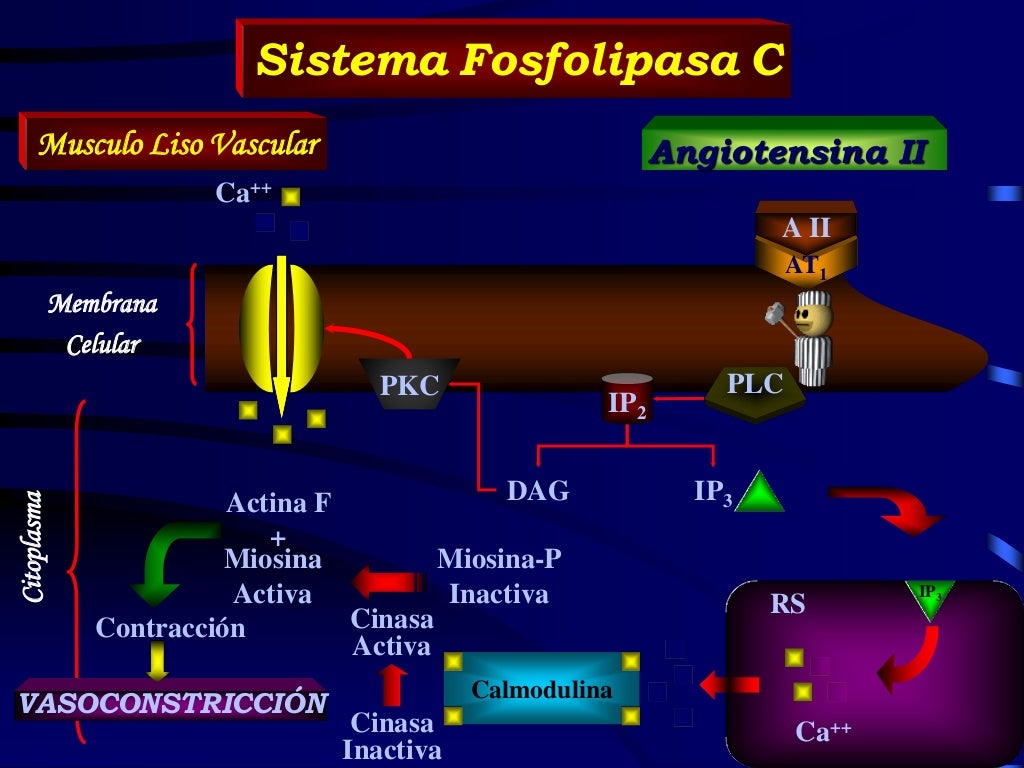 Regulacion de la presion arterial 2015