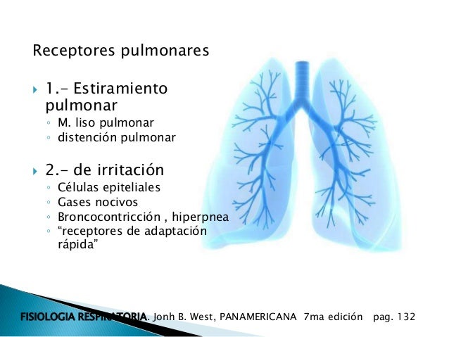 Regulacion de la respiracion Regulacion de la respiracion