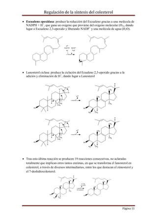 Regulación de la síntesis del colesterol
 Escualeno epoxidasa: produce la reducción del Escualeno gracias a una molécula de
NADPH + H+, que gana un oxigeno que proviene del oxigeno molecular (O2), dando
lugar a Escualeno 2,3-epoxido y liberando NADP+ y una molécula de agua (H2O).

 Lanosterol ciclasa: produce la ciclación del Ecualeno 2,3-epoxido gracias a la
adición y eliminación de H+, dando lugar a Lanosterol

 Tras esta última reacción se producen 19 reacciones consecutivas, no aclaradas
totalmente que implican otros tantos enzimas, en que se transforma el lanosterol en
colesterol, a través de diversos intermediarios, entre los que destacan el zimosterol y
el 7-deshidrocolesterol.

Página 11

 